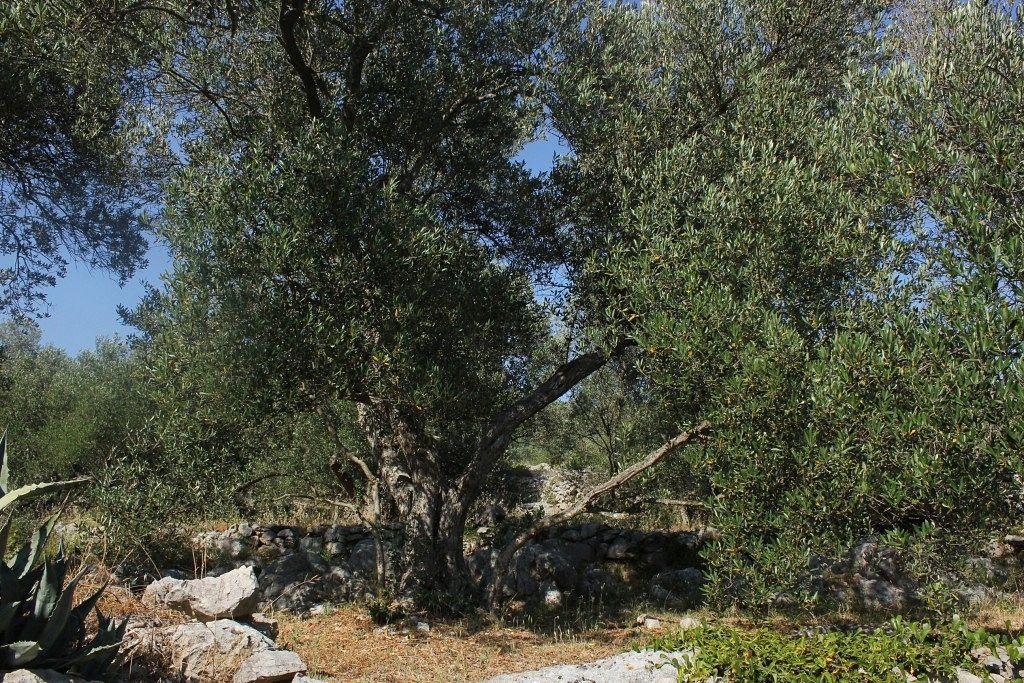 Secluded Fisherman'S Cottage Cove Magrovica - Telascica, Dugi Otok - 8142 Sali Exterior photo